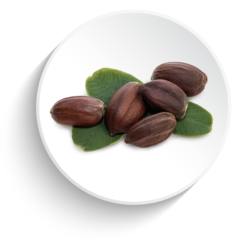 Jojoba Esters